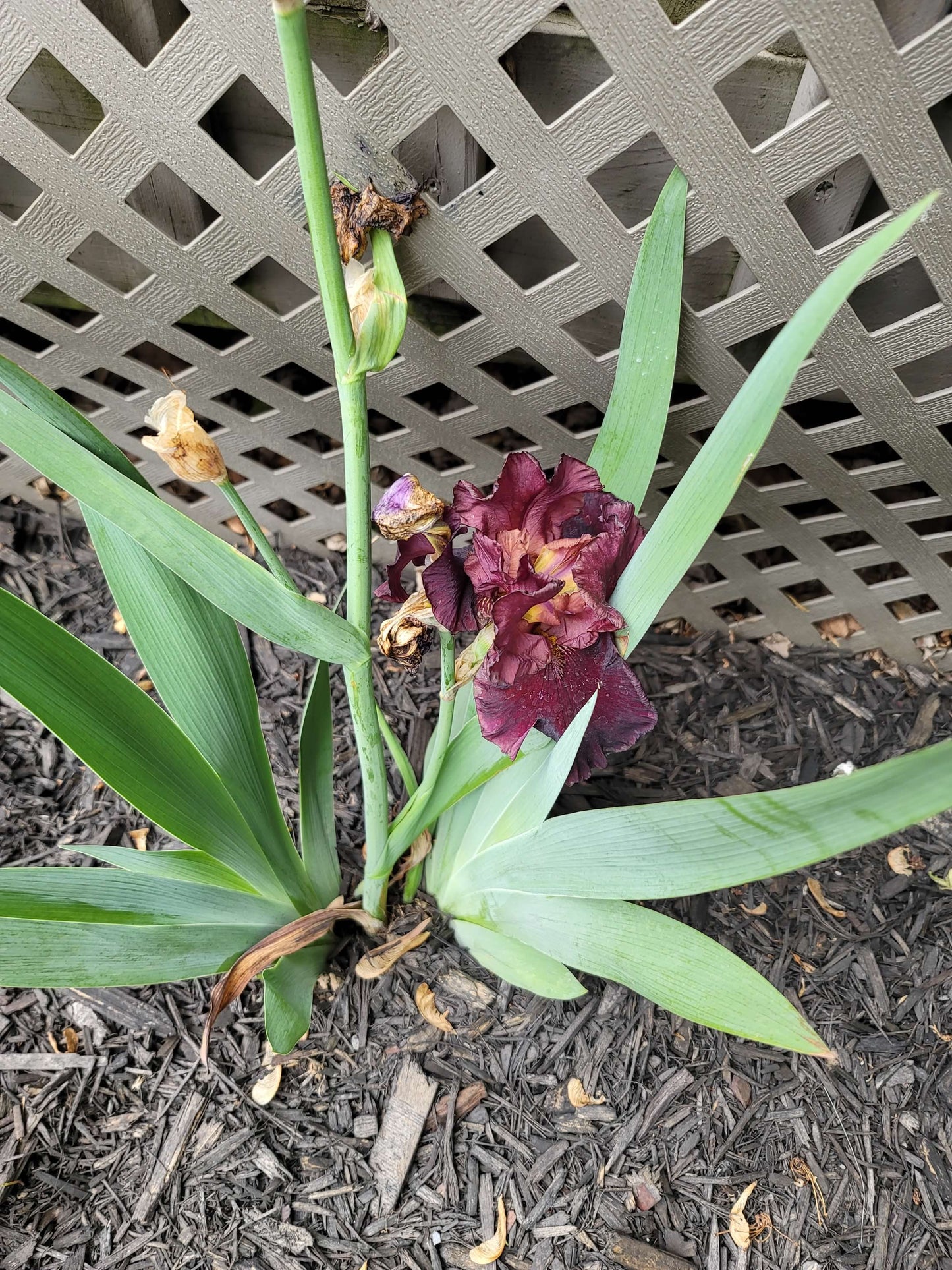 Dark Red/Purple Bearded Iris Plant