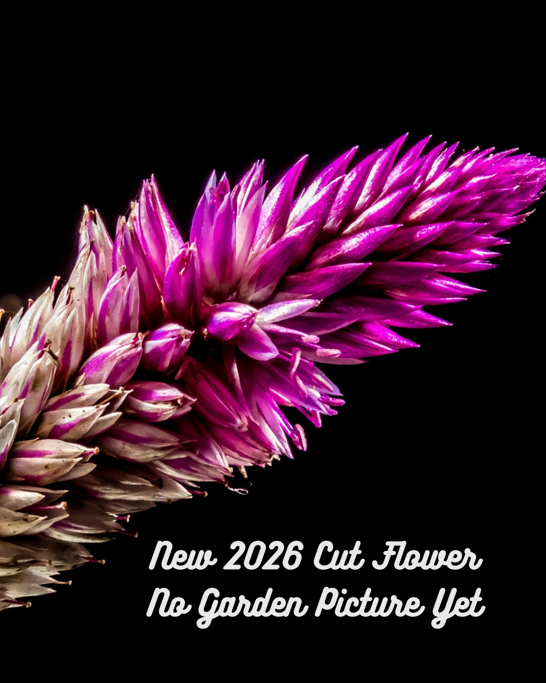 Flamingo Celosia
