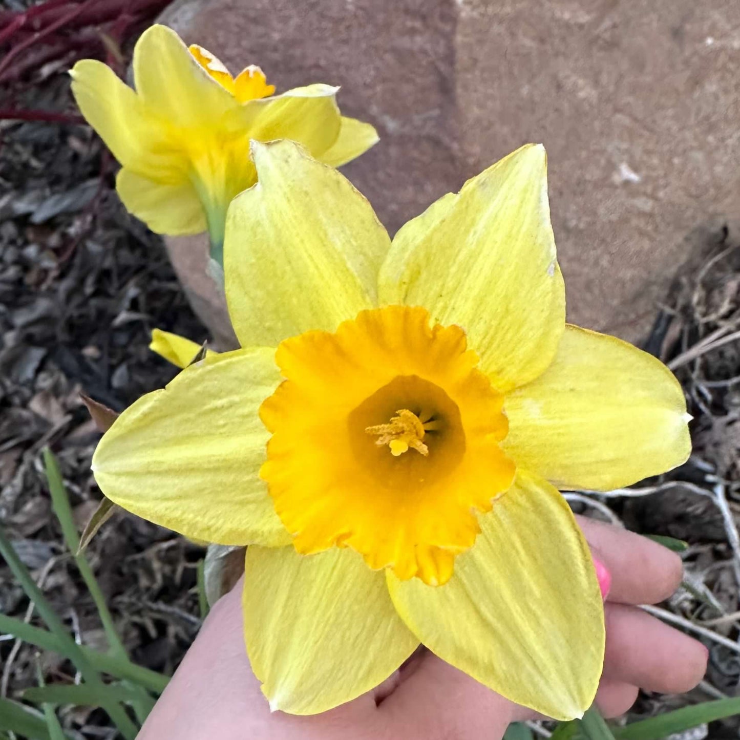Daffodil