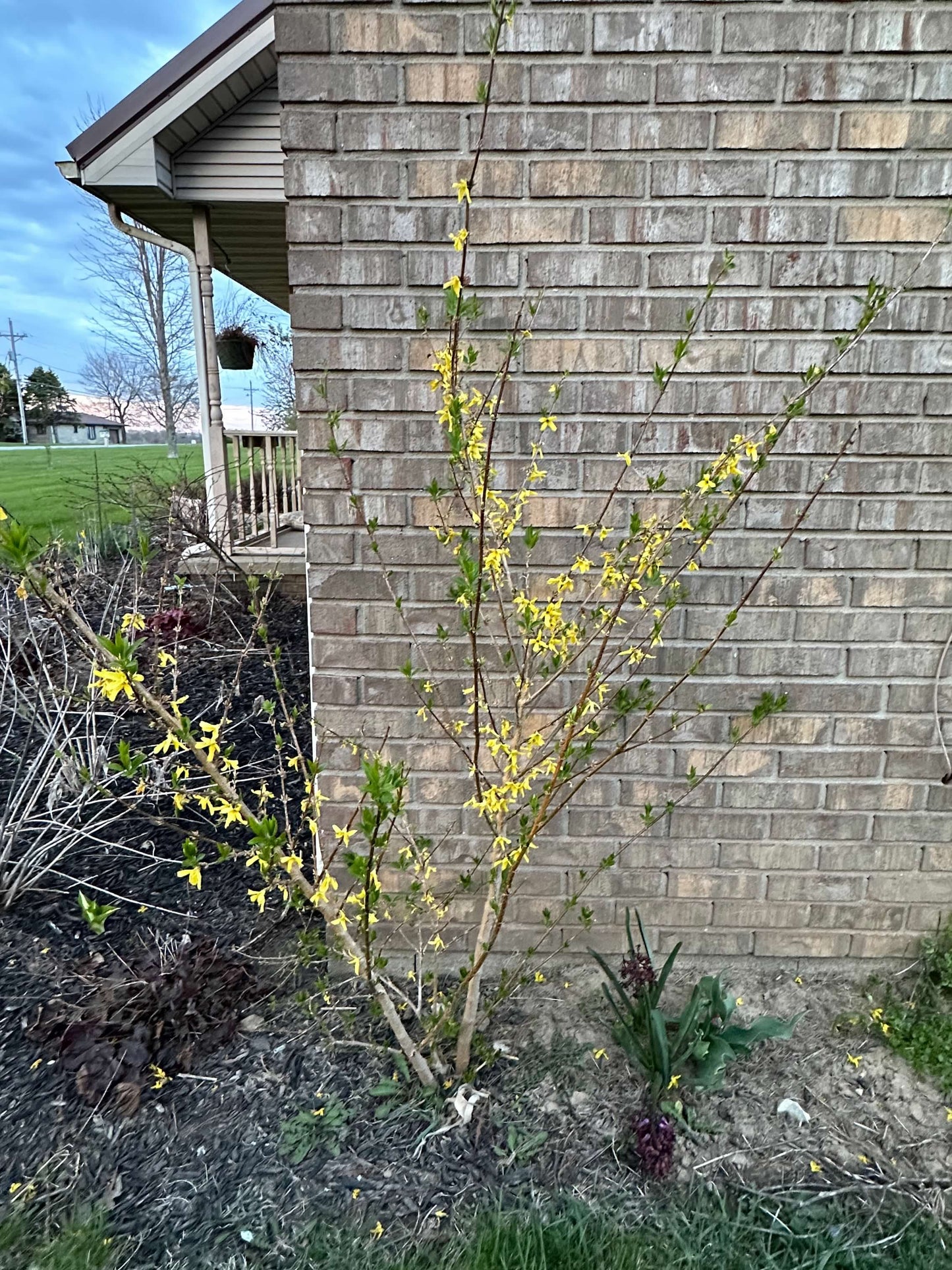 Yellow Forsythia Blooming Branches