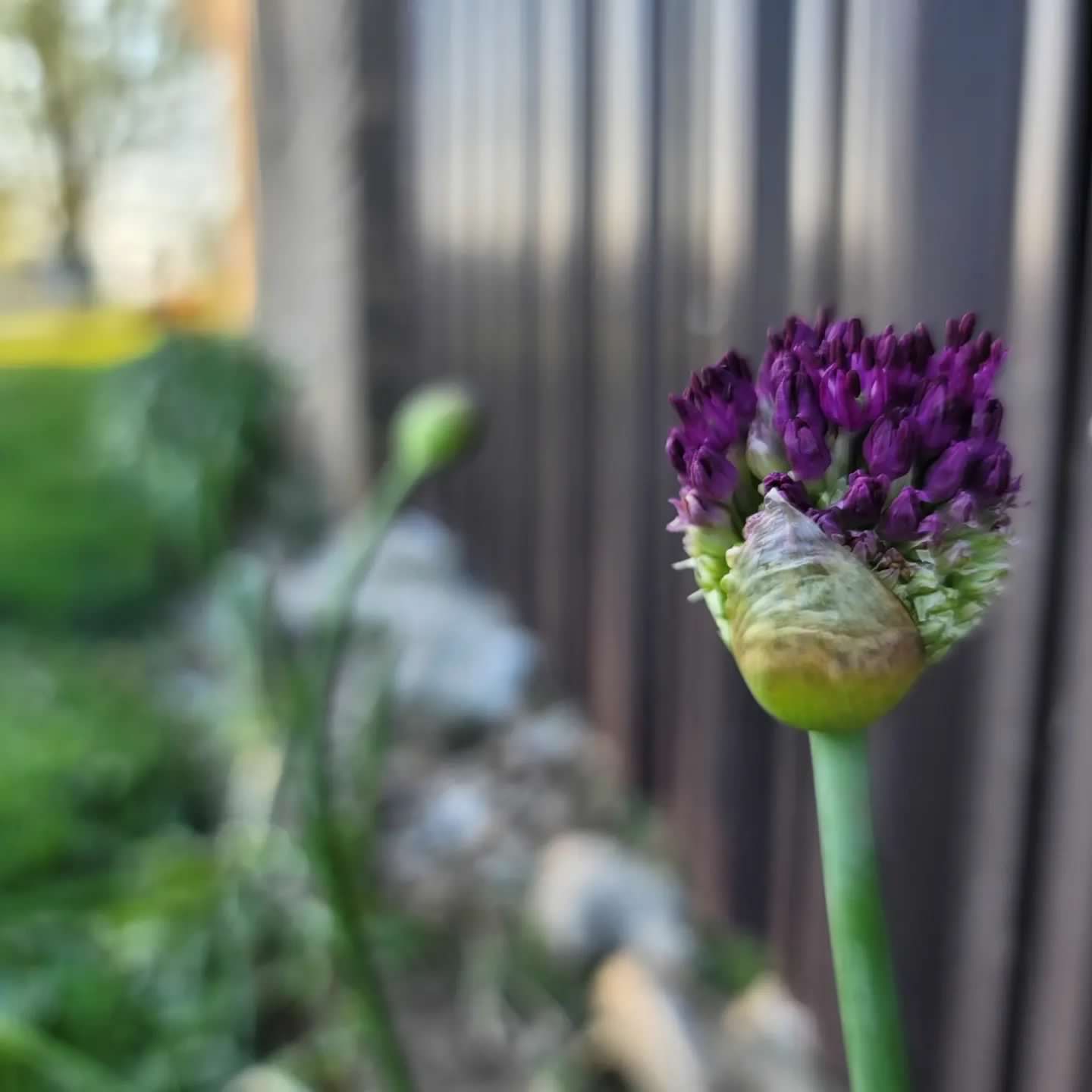Millennium Allium Seeds