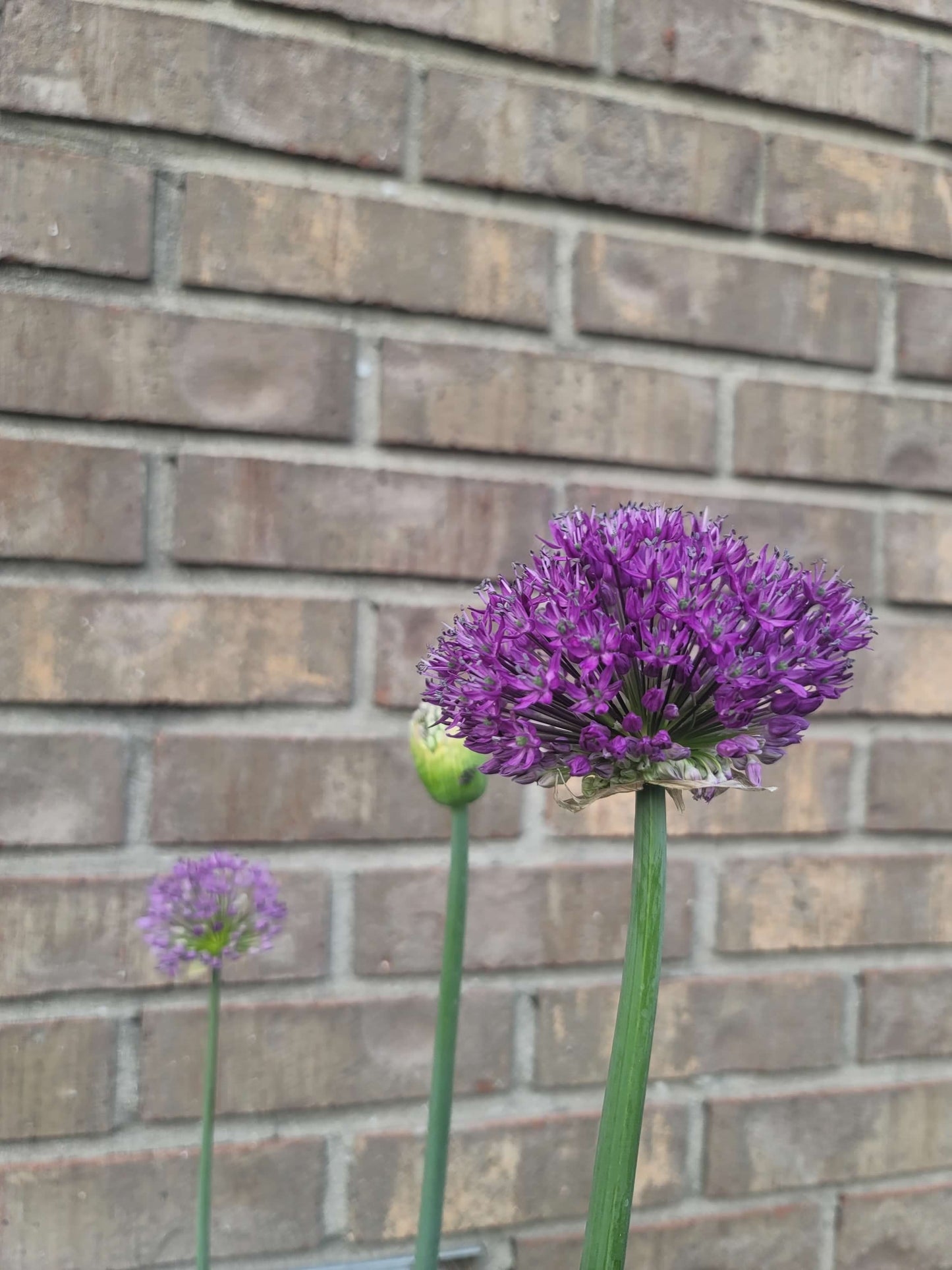 Allium