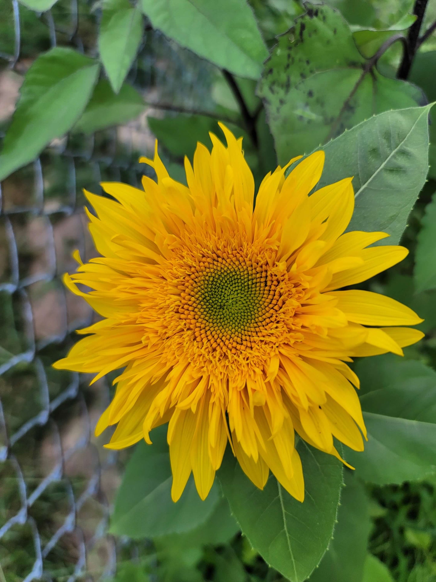Teddy Bear Sunflowers