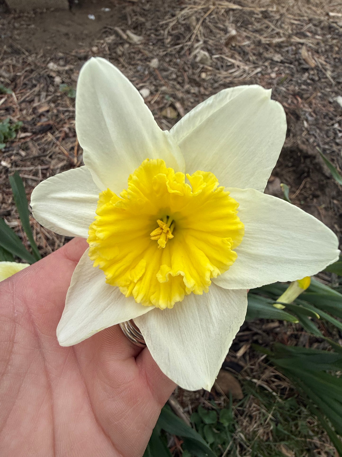 Daffodil