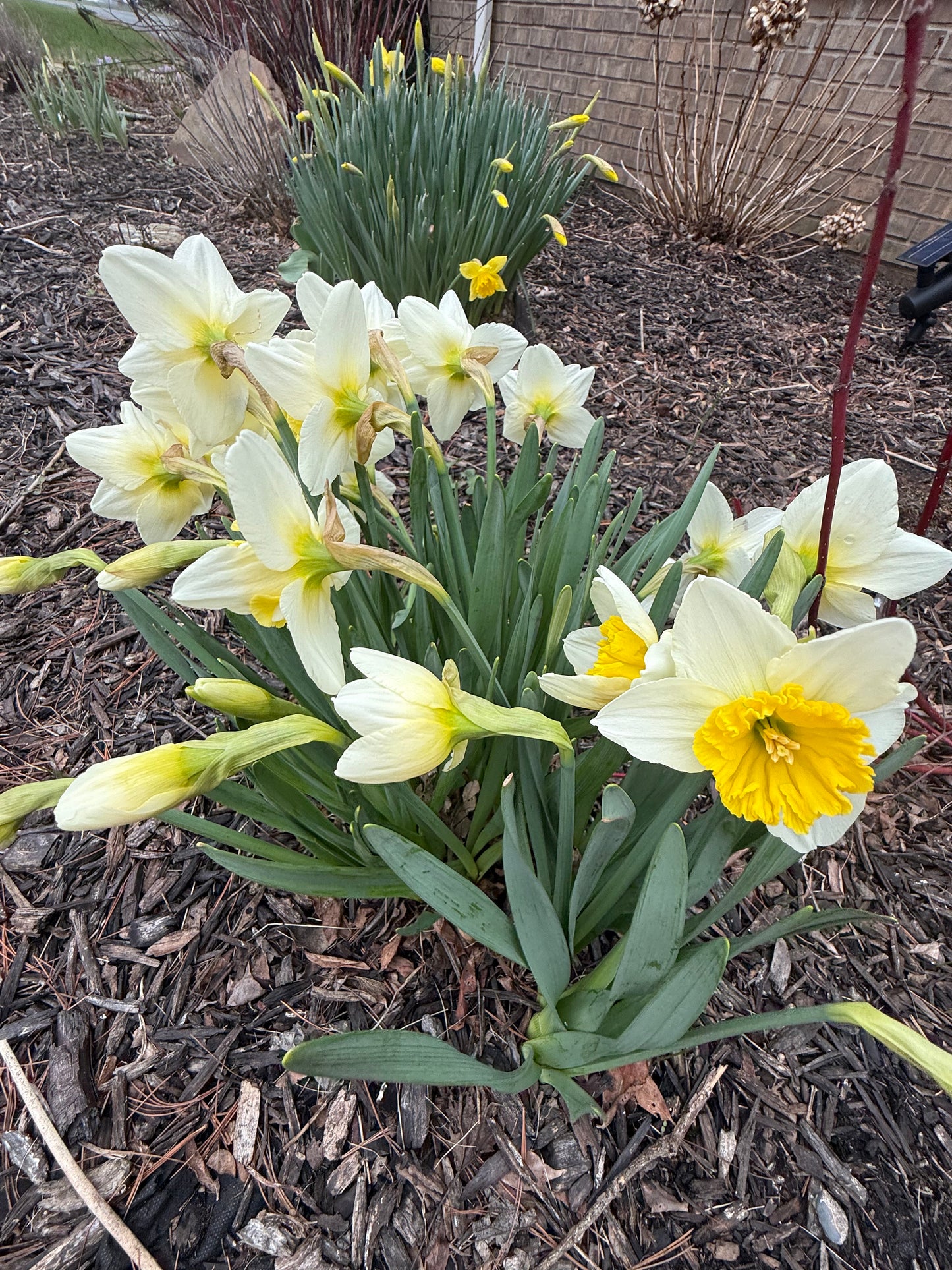 Daffodil