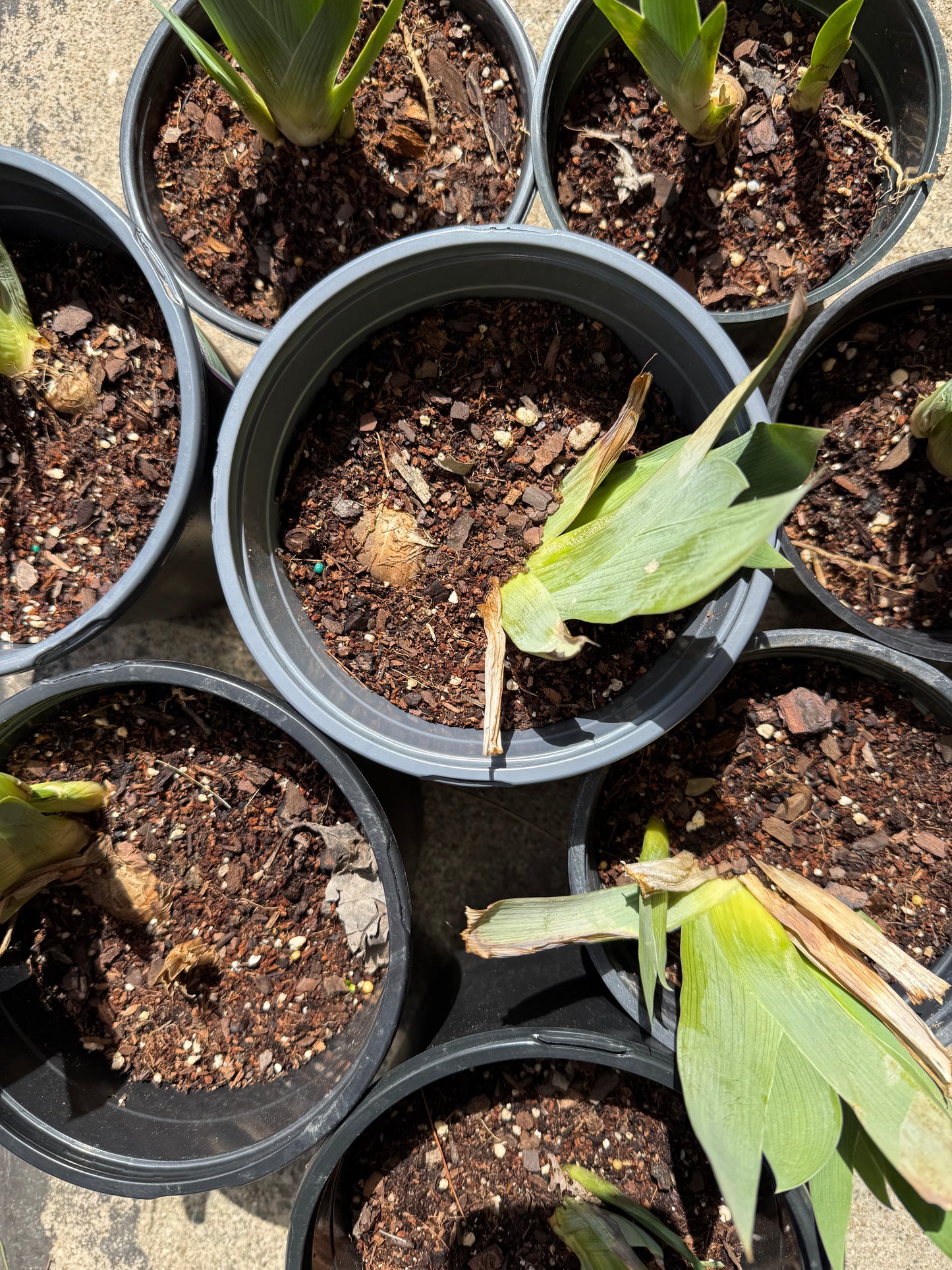 Dark Red/Purple Bearded Iris Plant