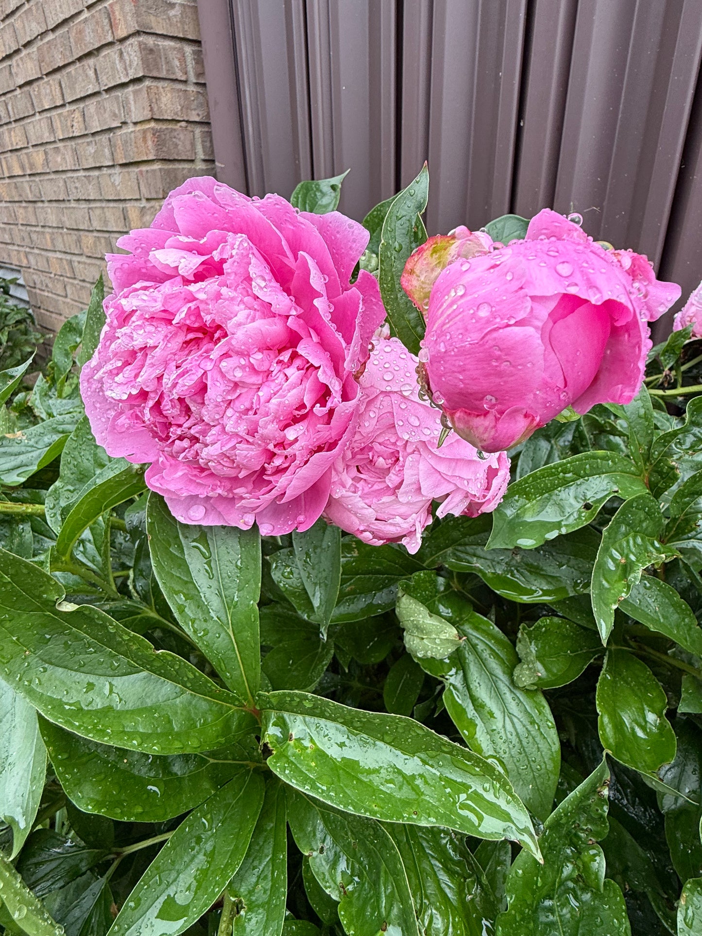 Peonies