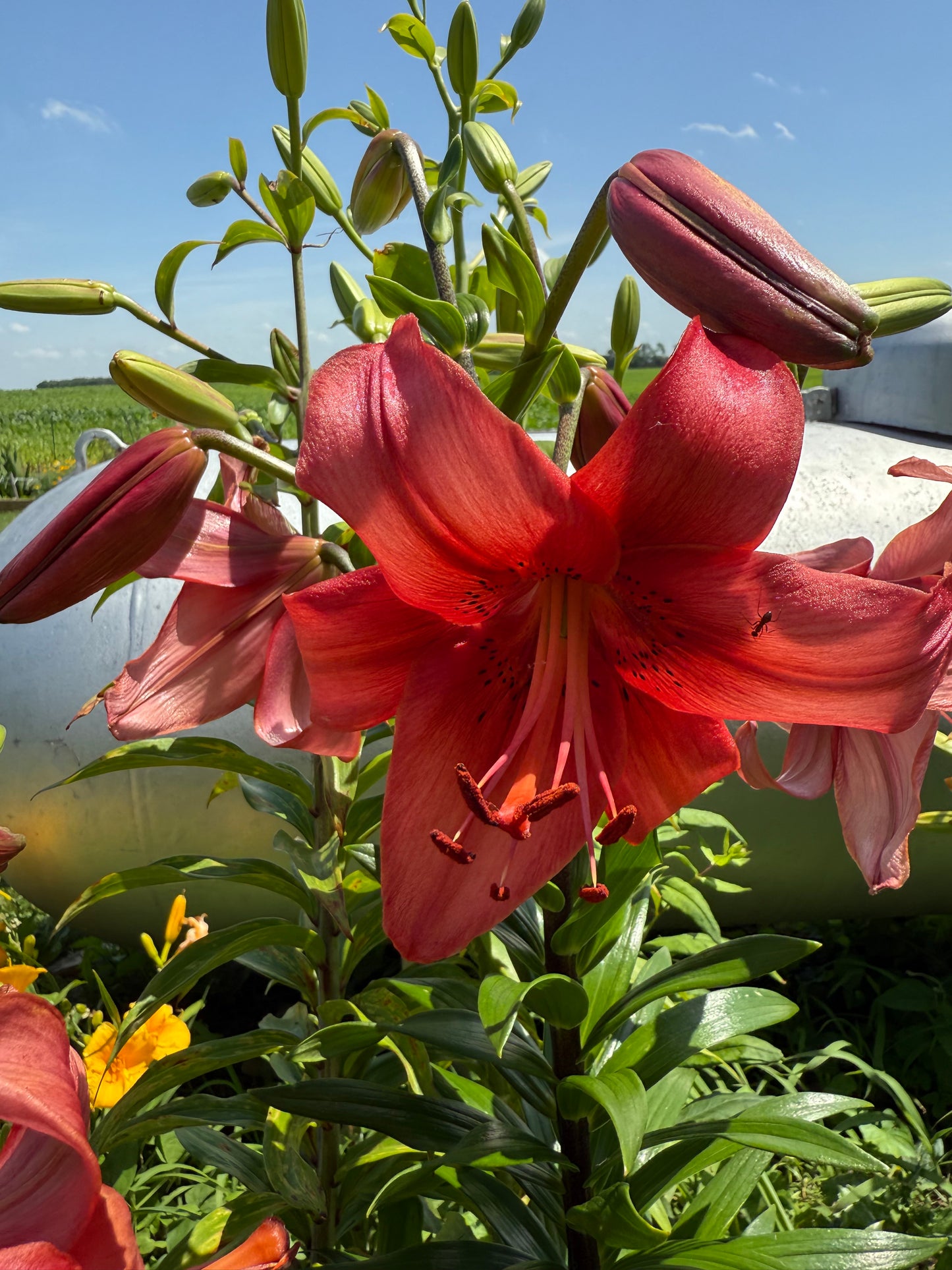 OT Lily – Red Hybrid