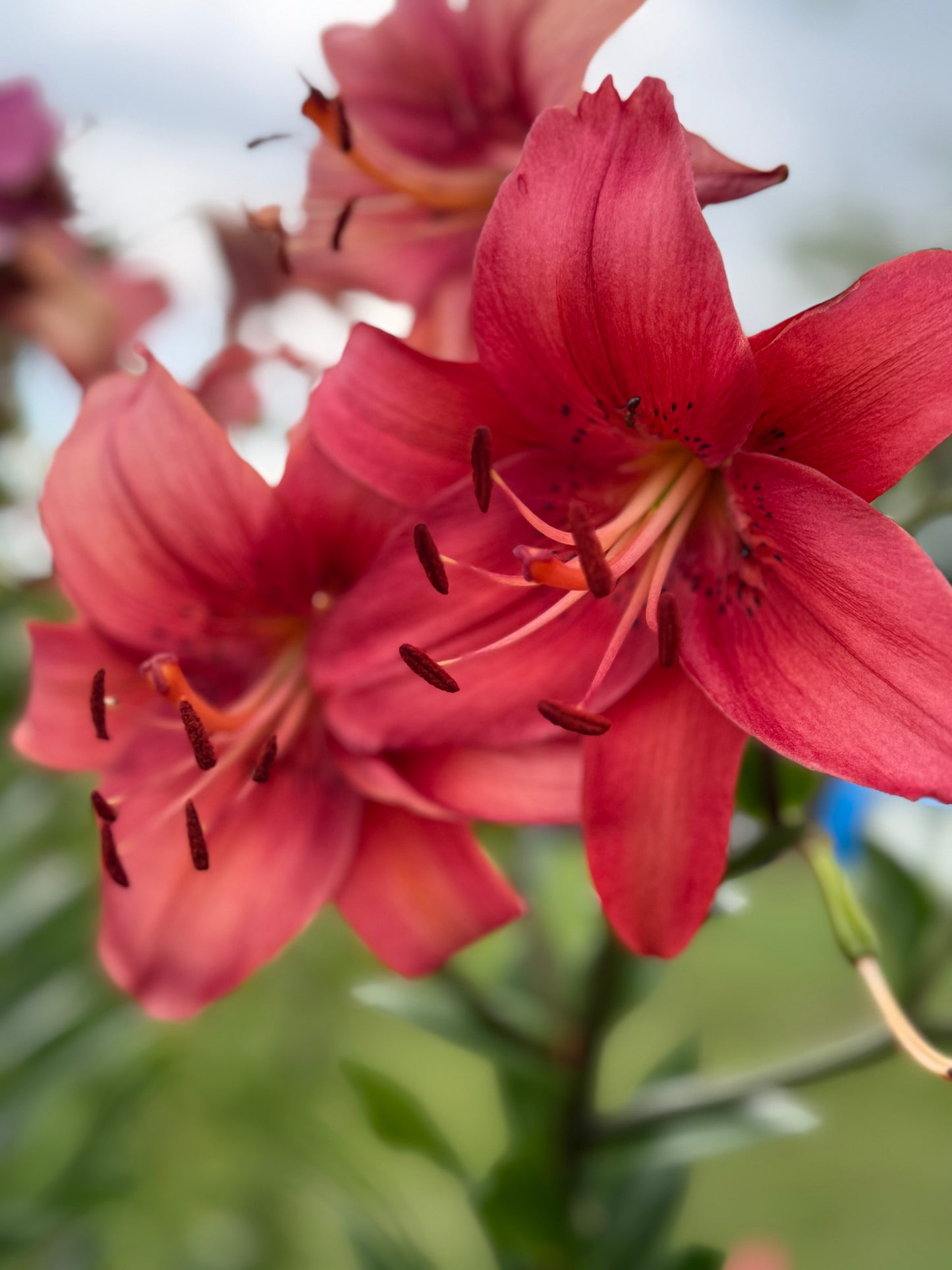 OT Lily – Red Hybrid