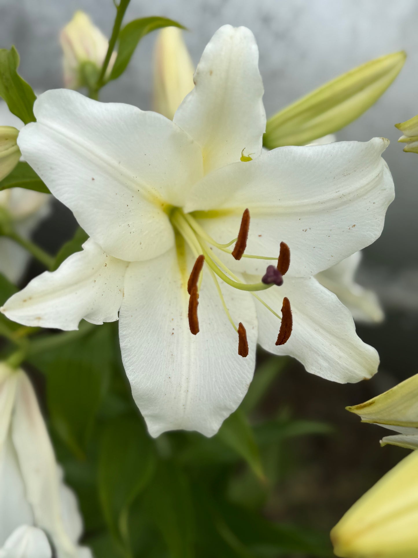 Lilium Oriental Casablanca