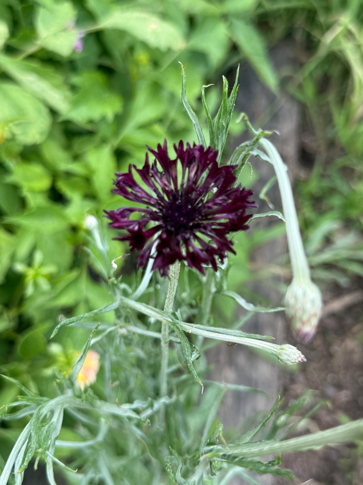 Bachelor’s Buttons (Cornflower) – ‘Black Ball’