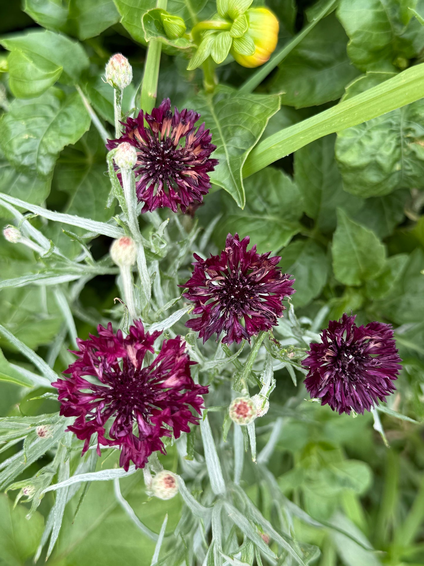 Bachelor’s Buttons (Cornflower) – ‘Black Ball’