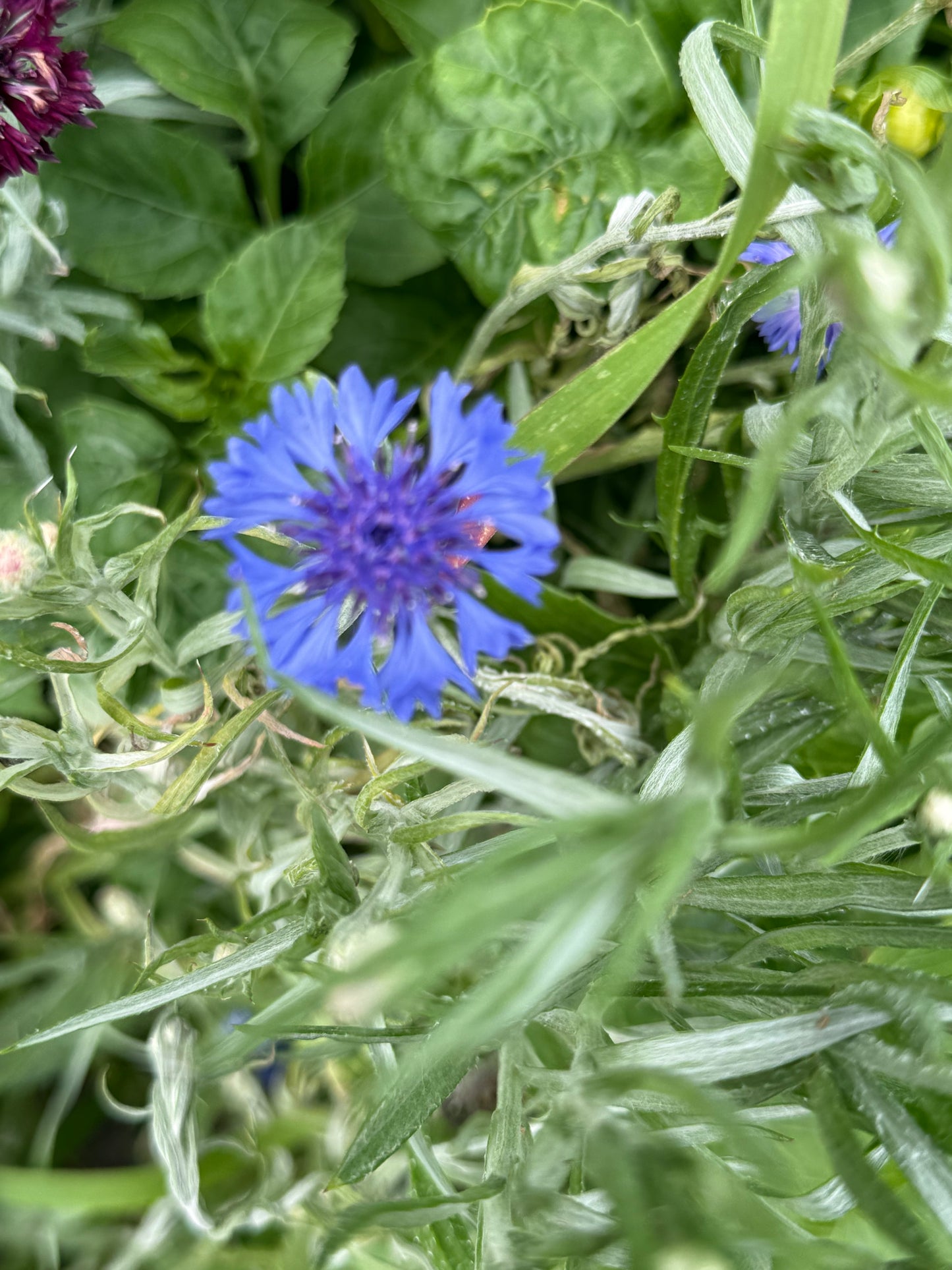 Bachelor’s Buttons (Cornflower)