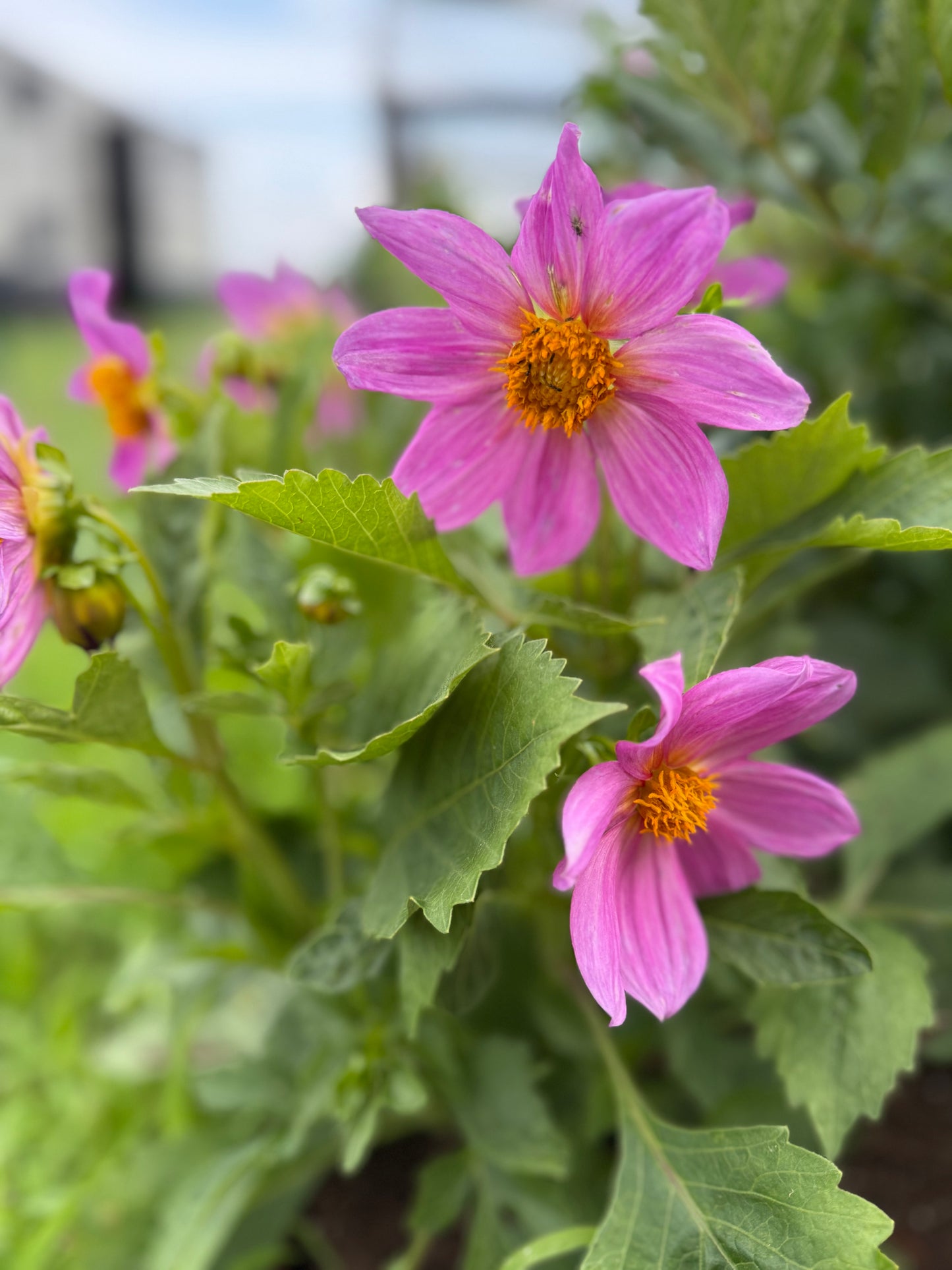 Assorted Dahlia – Standard Mix