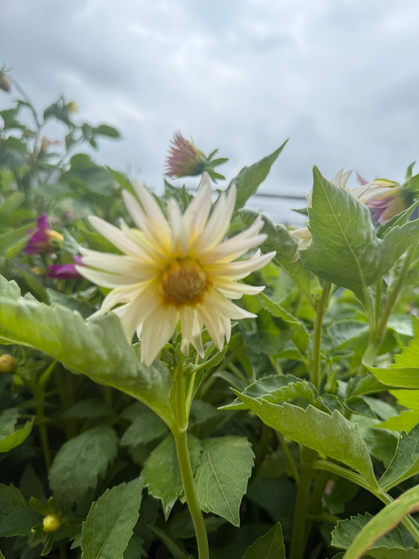 Assorted Dahlia – Standard Mix