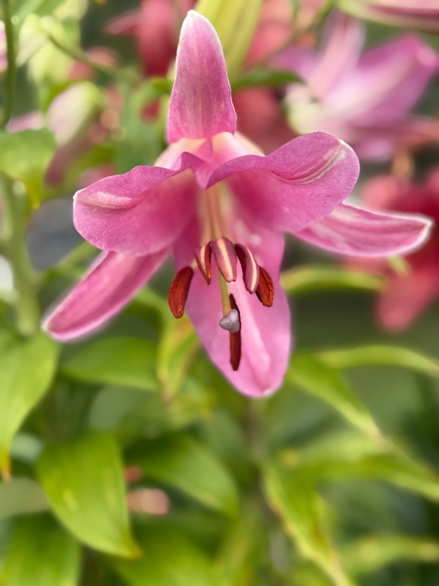 OT Lily – Pink Hybrid