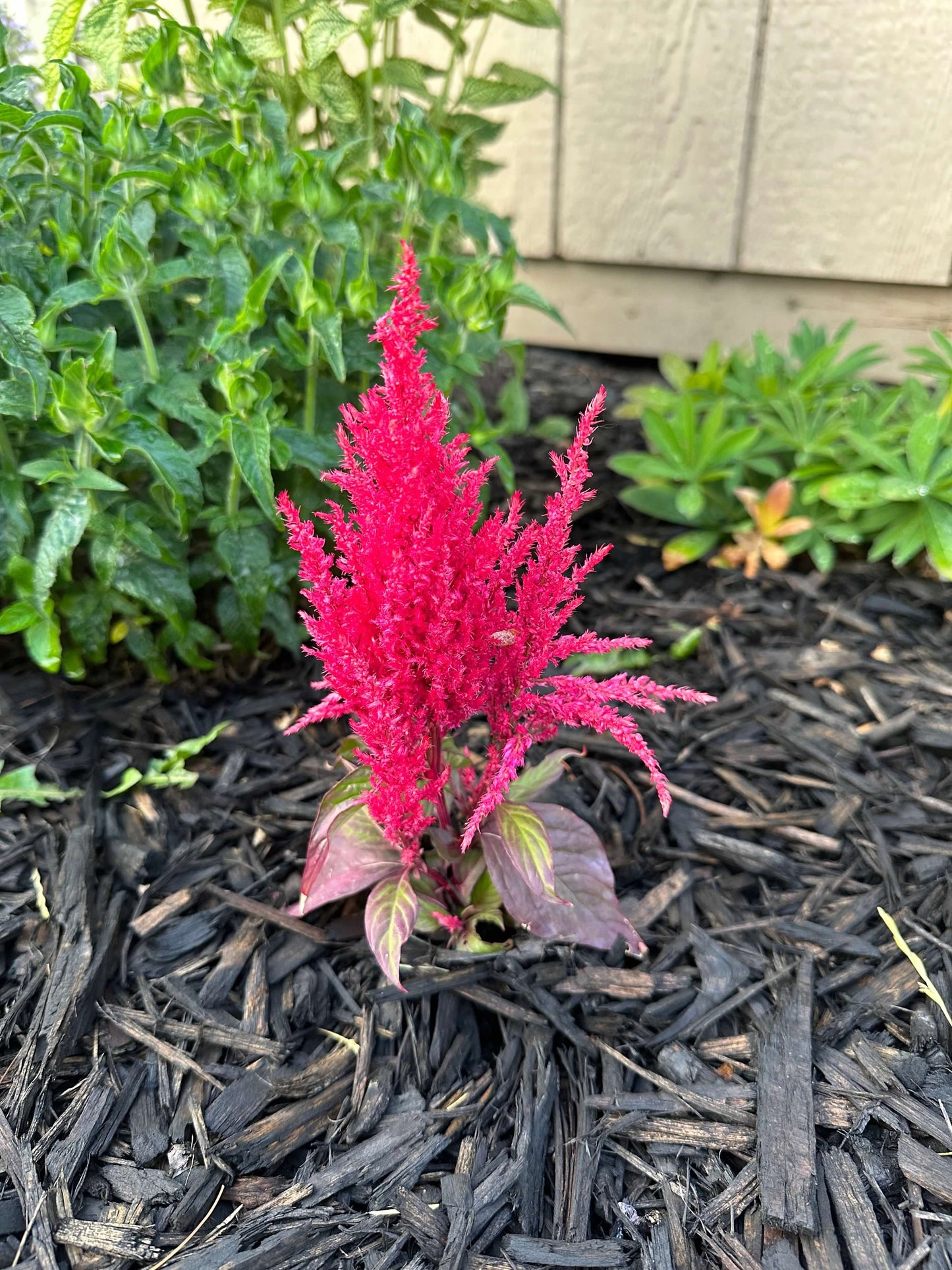 Feather Celosia