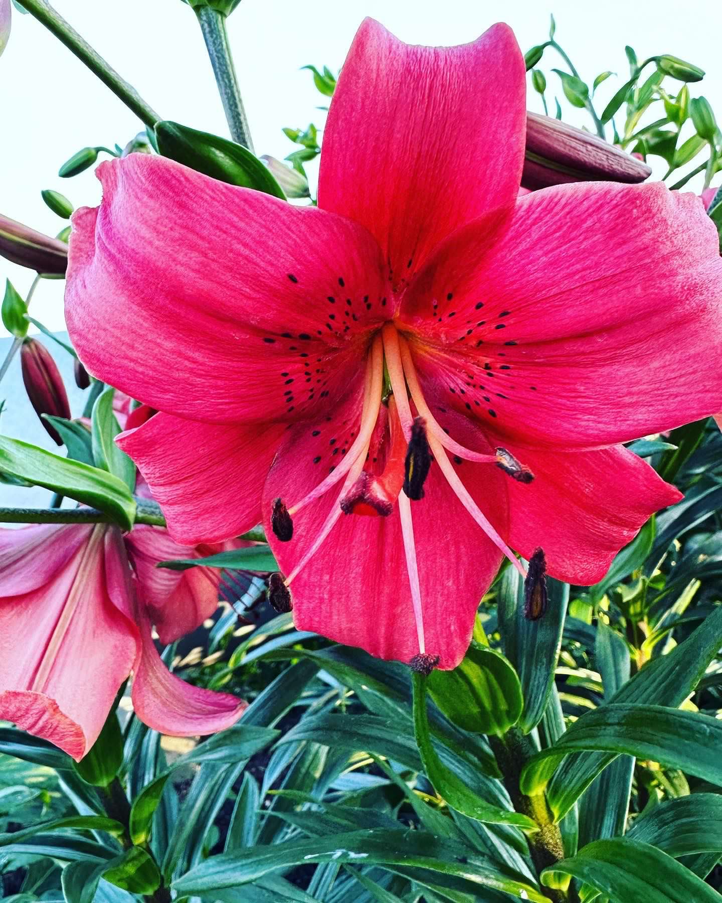 XL Hybrid Lily