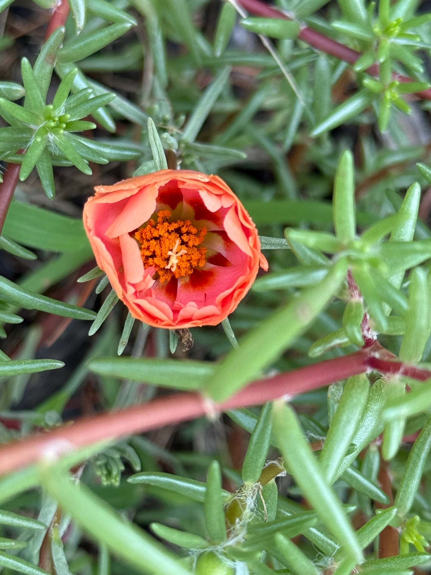 Portulaca Double (Moss Rose) Mix