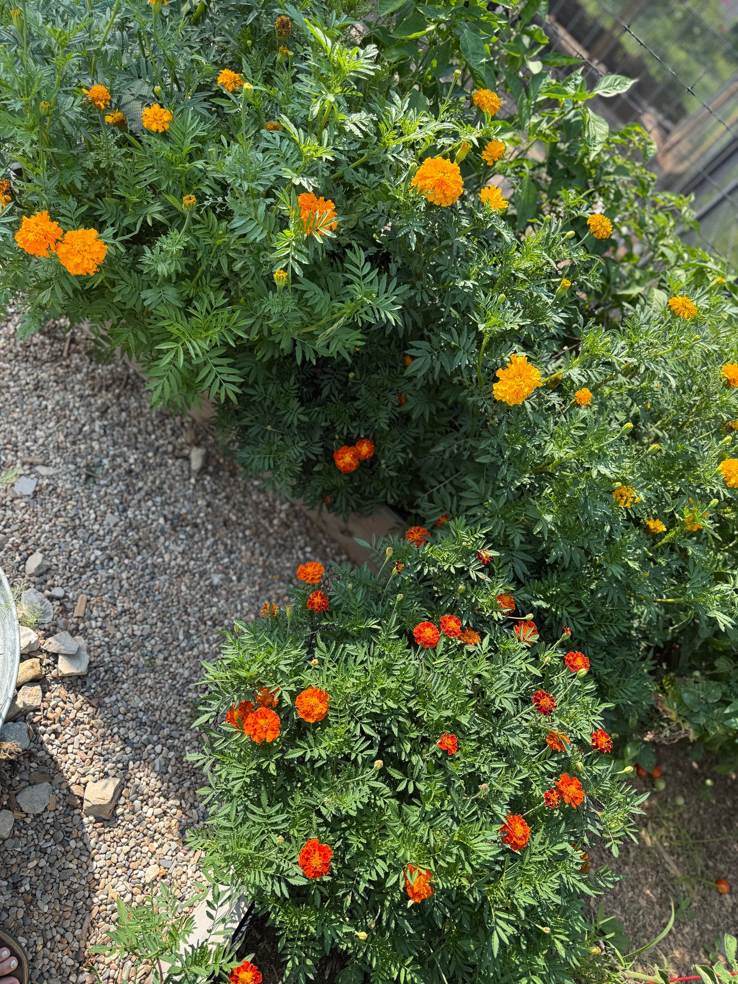 African Marigold Seeds