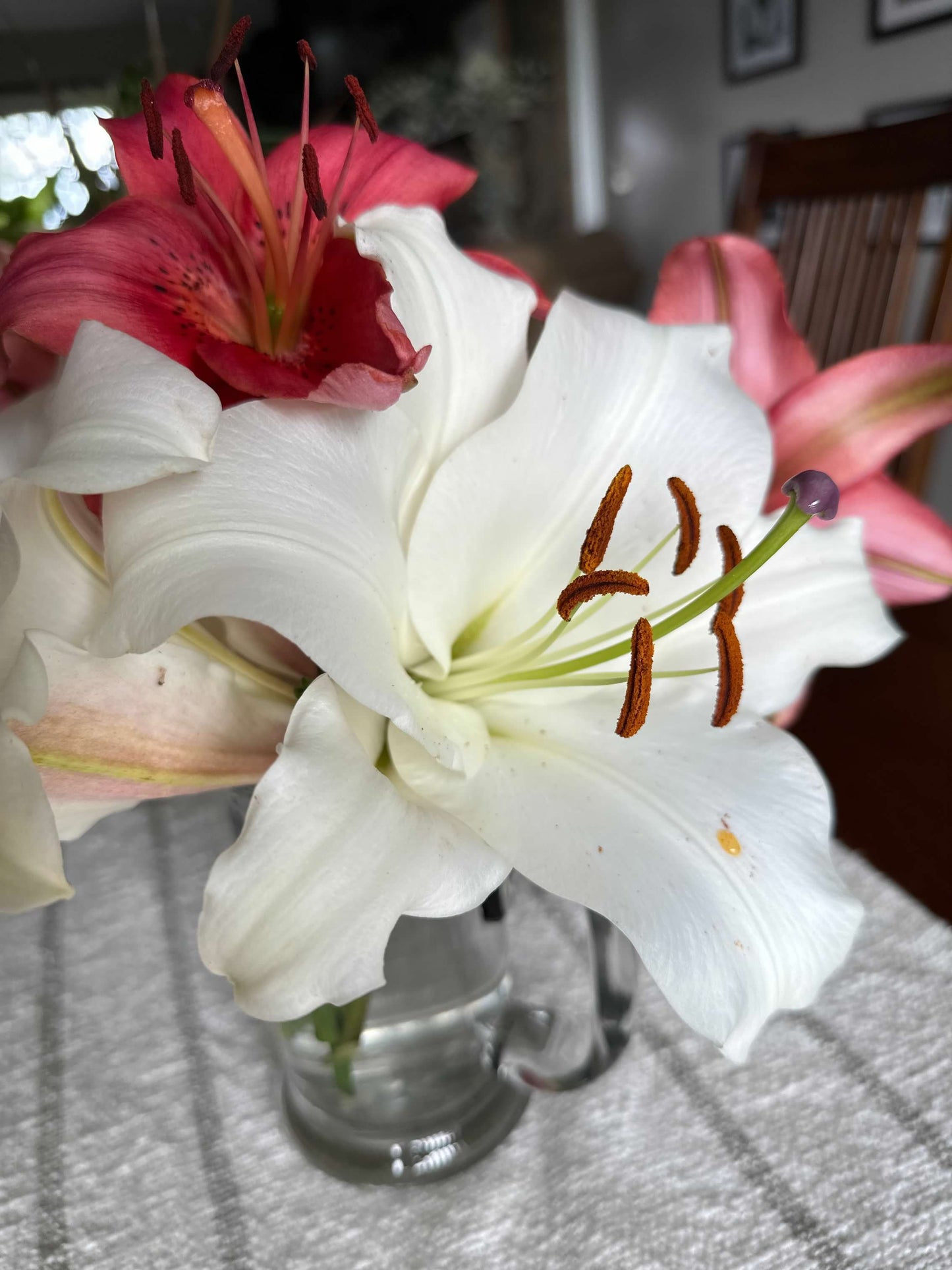 Lilium Oriental Casablanca