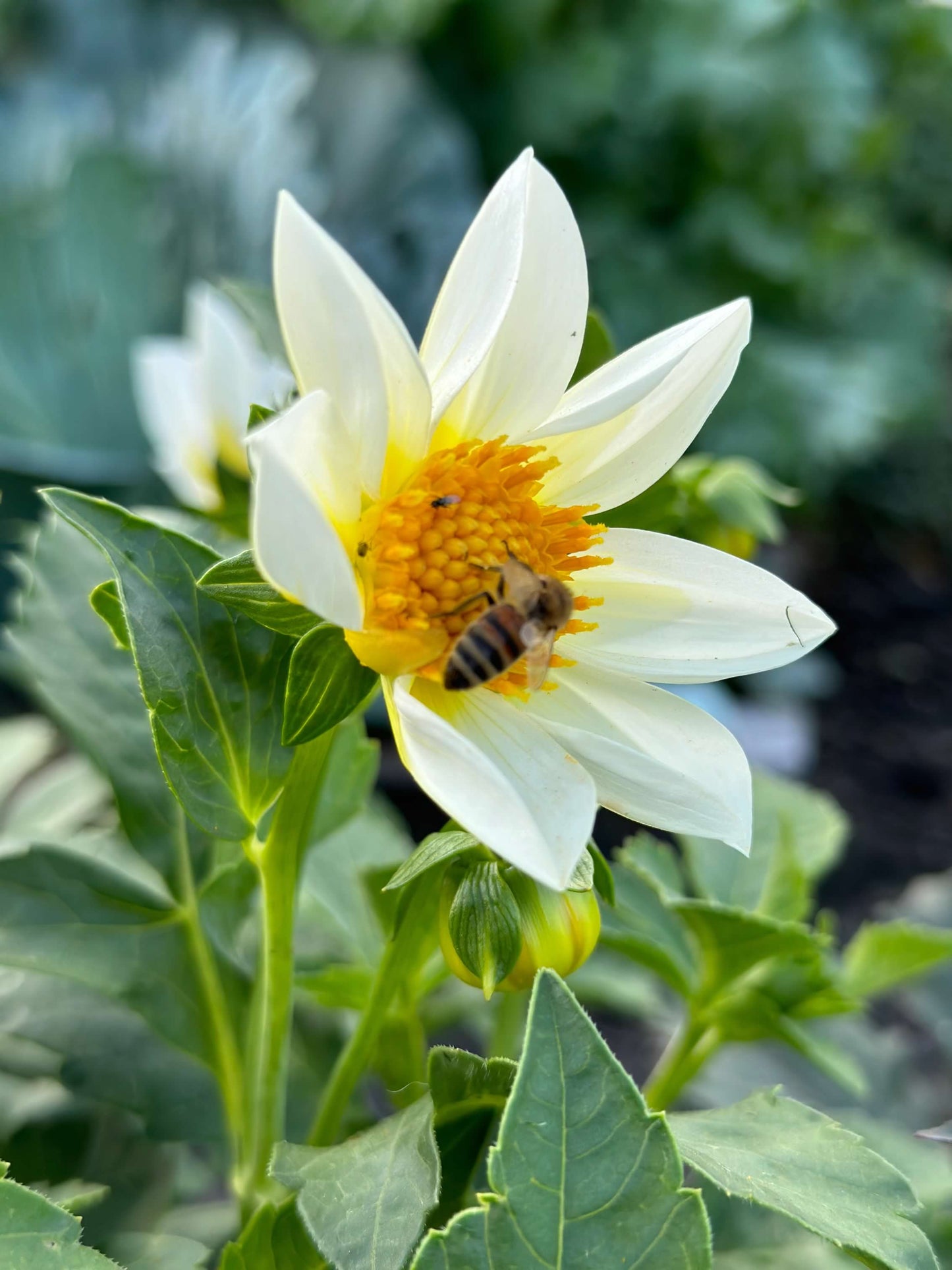 Standard Dahlia