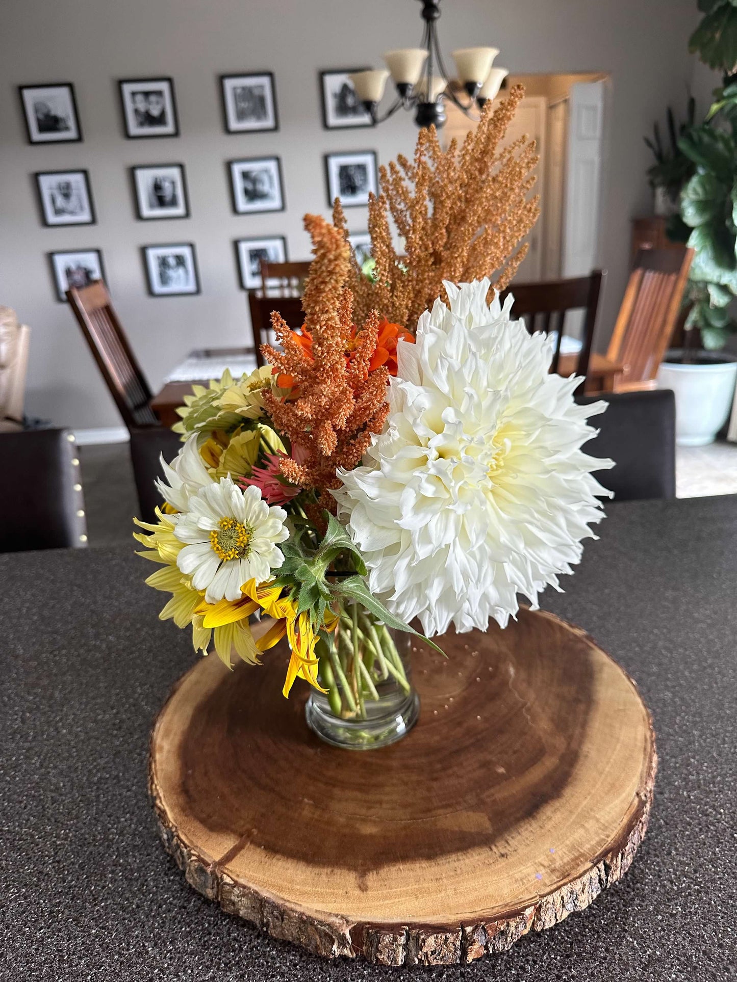 Dahlia Dinnerplate Snow Country