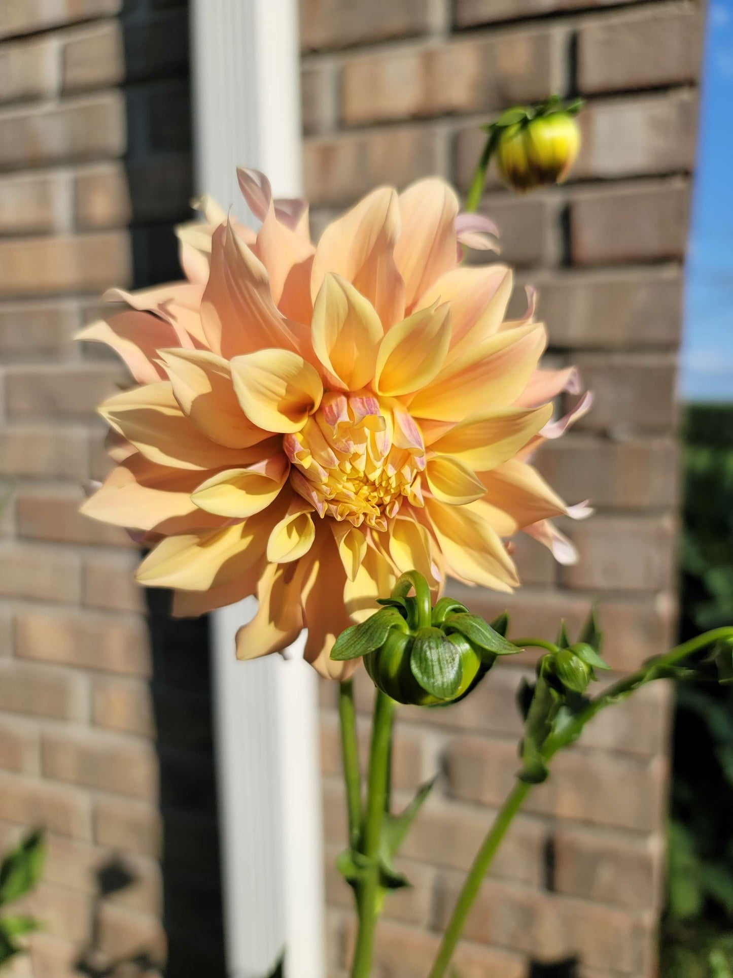 Dinnerplate Dahlia ‘Big Brother