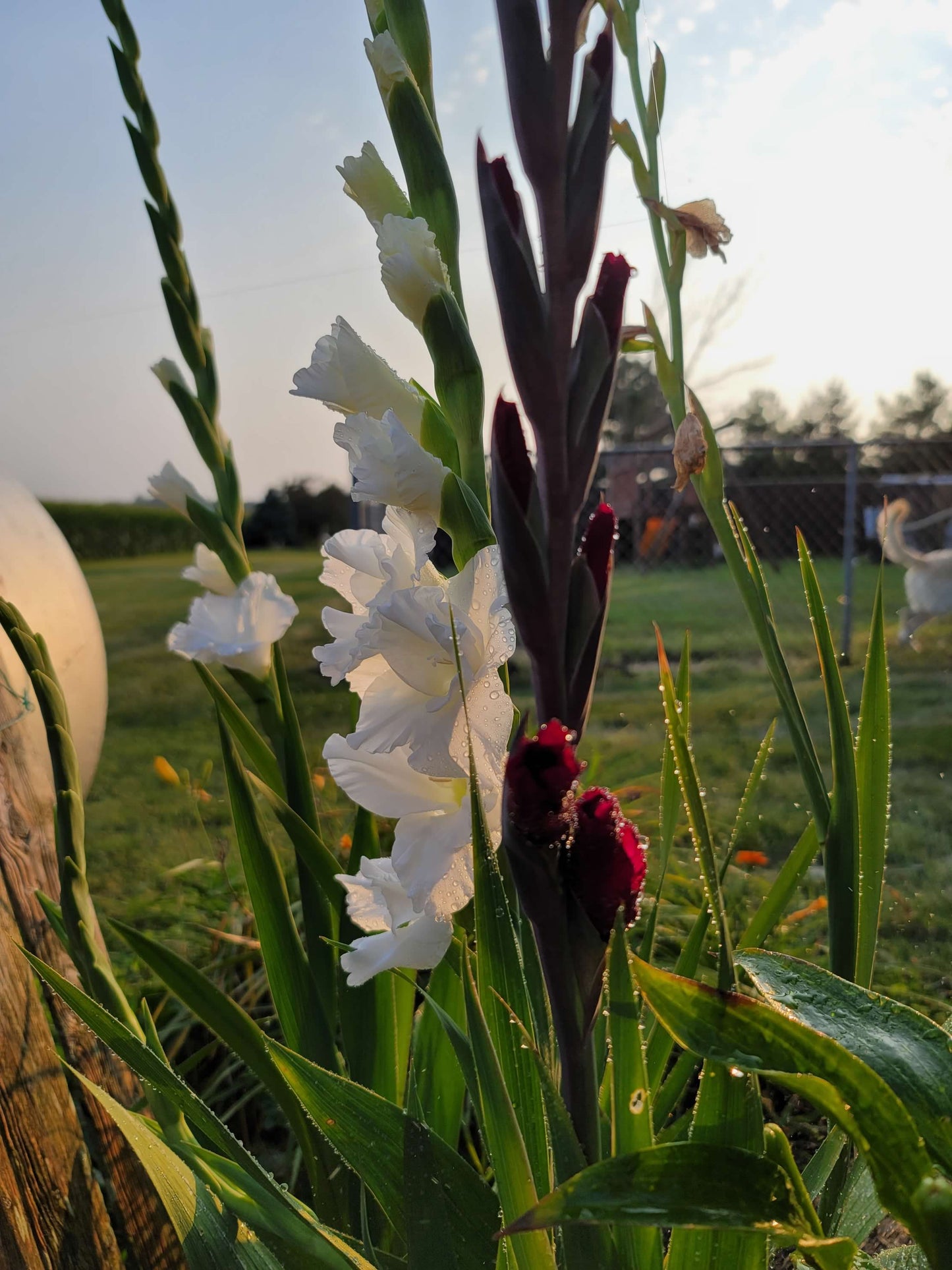 Gladiolus