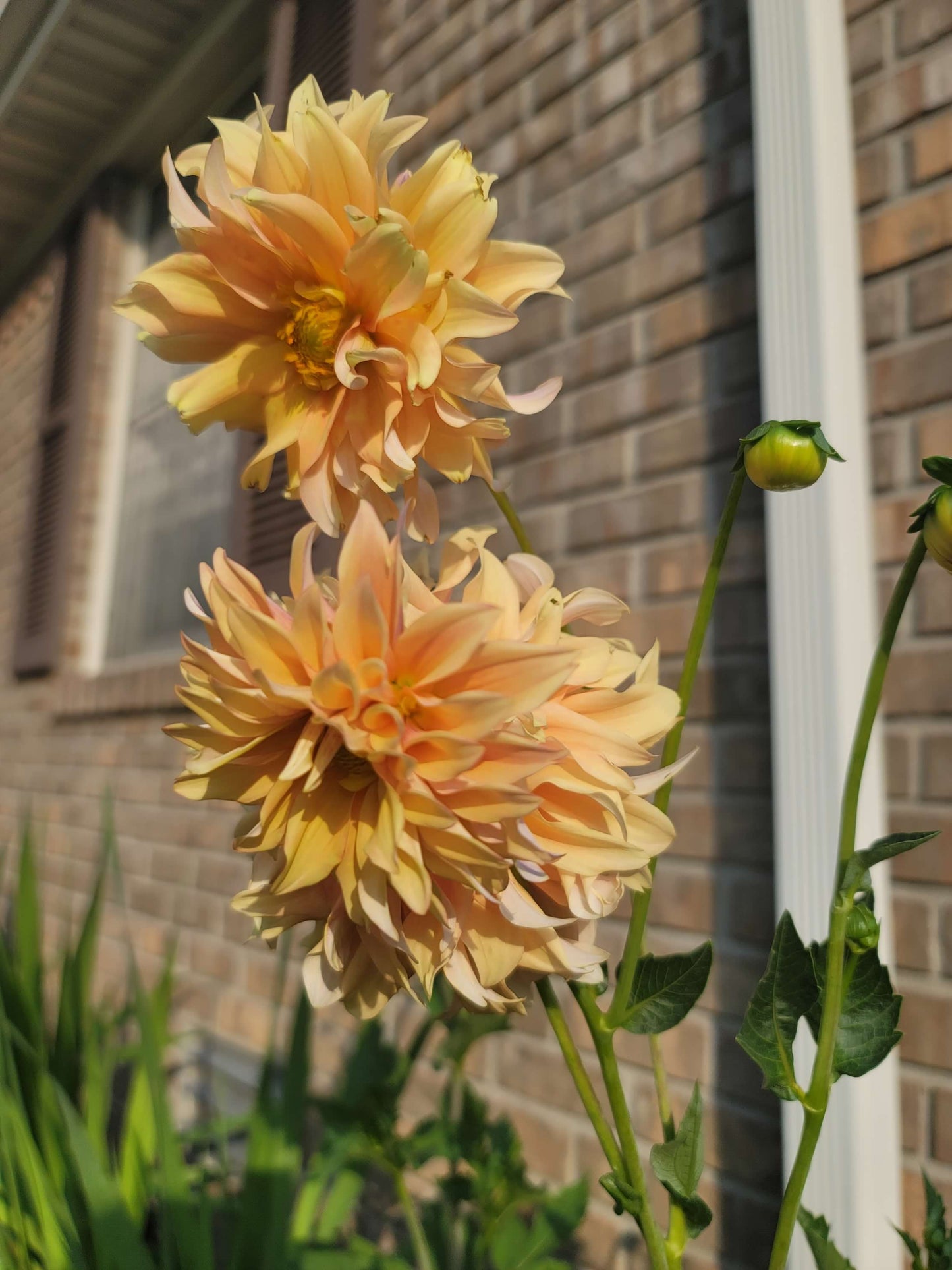 Dinnerplate Dahlia ‘Big Brother