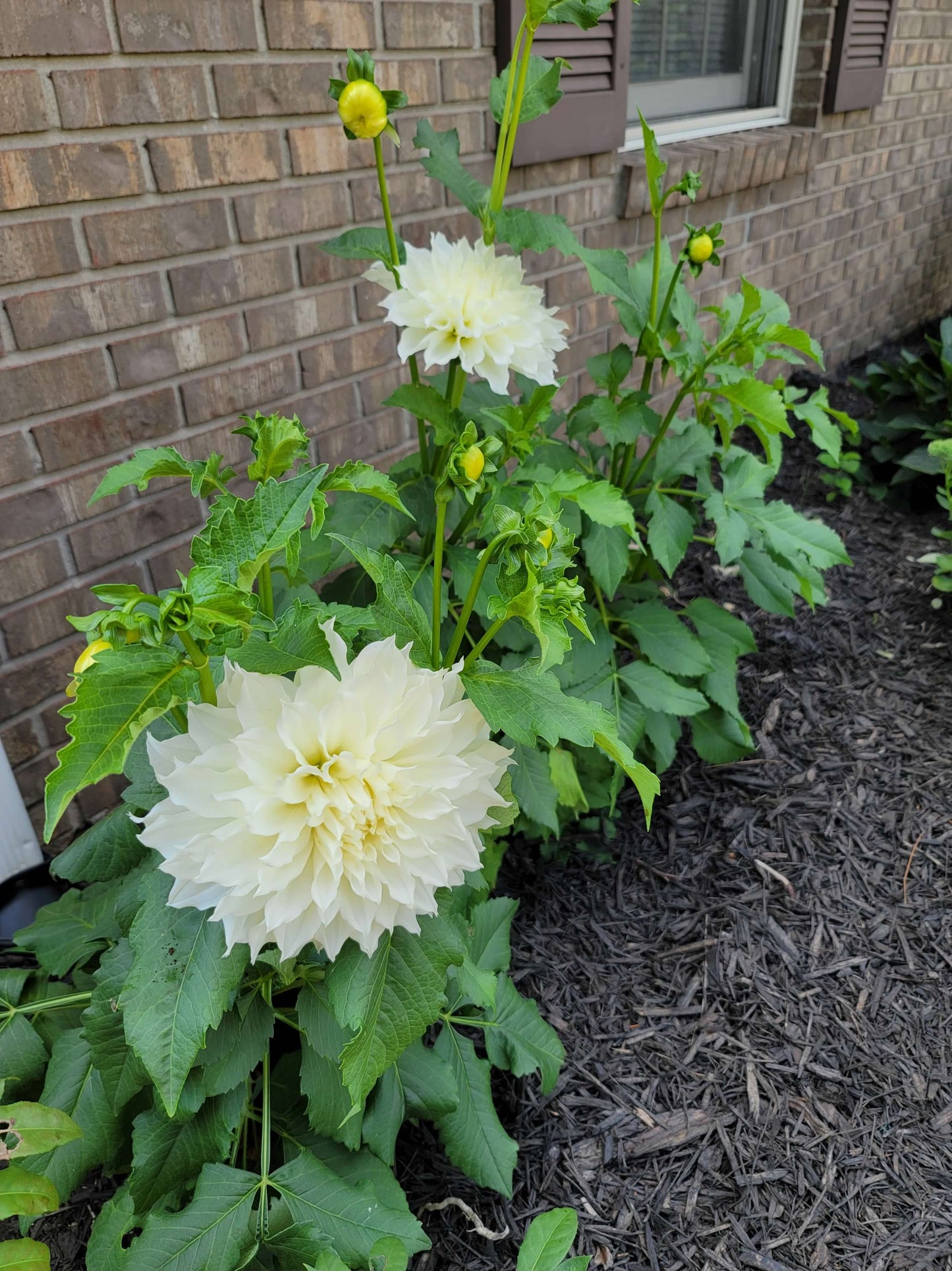 Dahlia Dinnerplate Snow Country