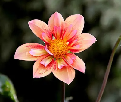 Dahlia Kelsey Annie Joy