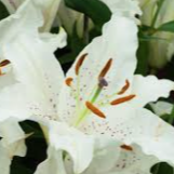 Lilium Oriental Muscadet