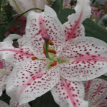Lilium Oriental Muscadet
