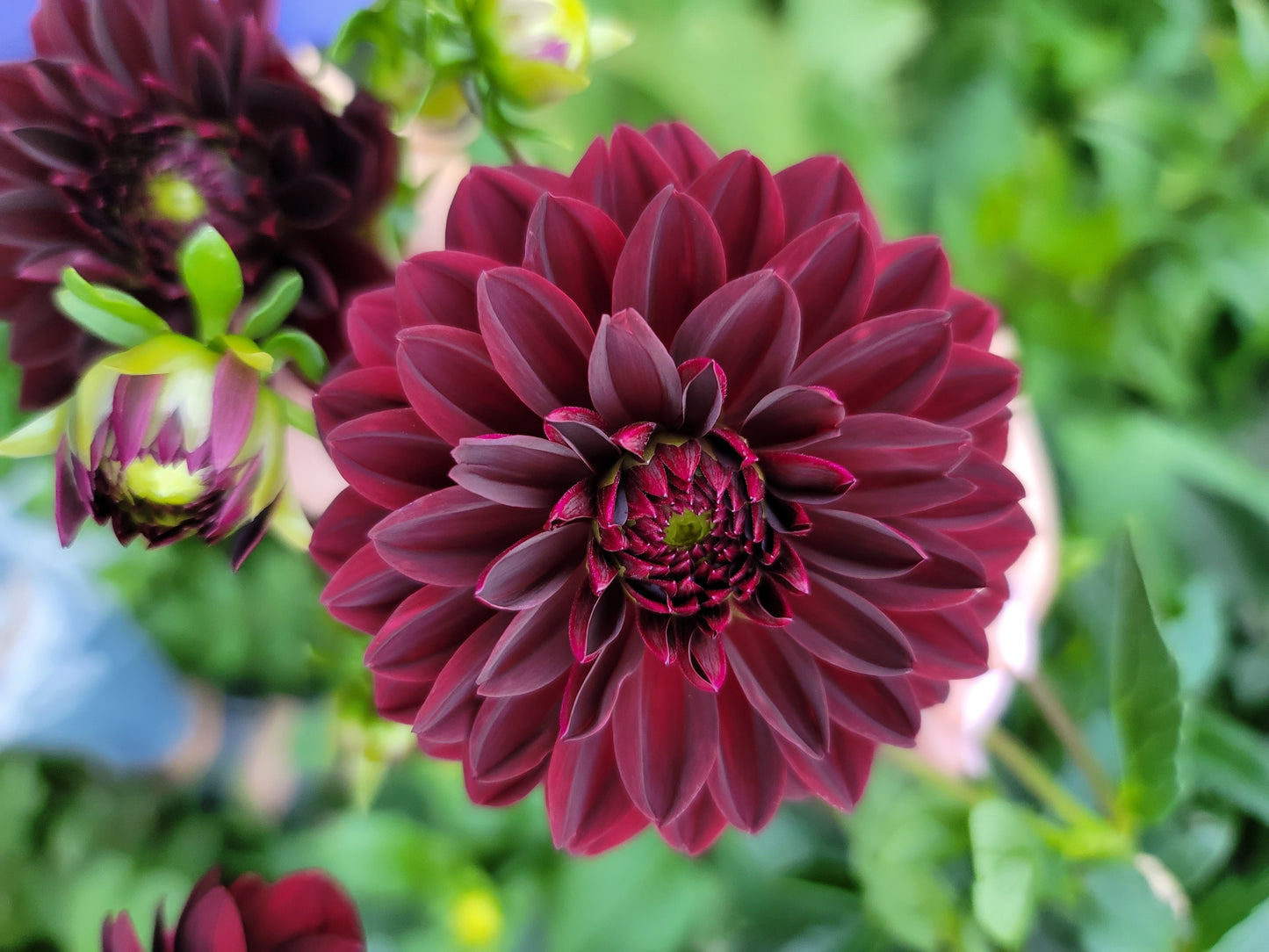 Dahlia Arabian Night