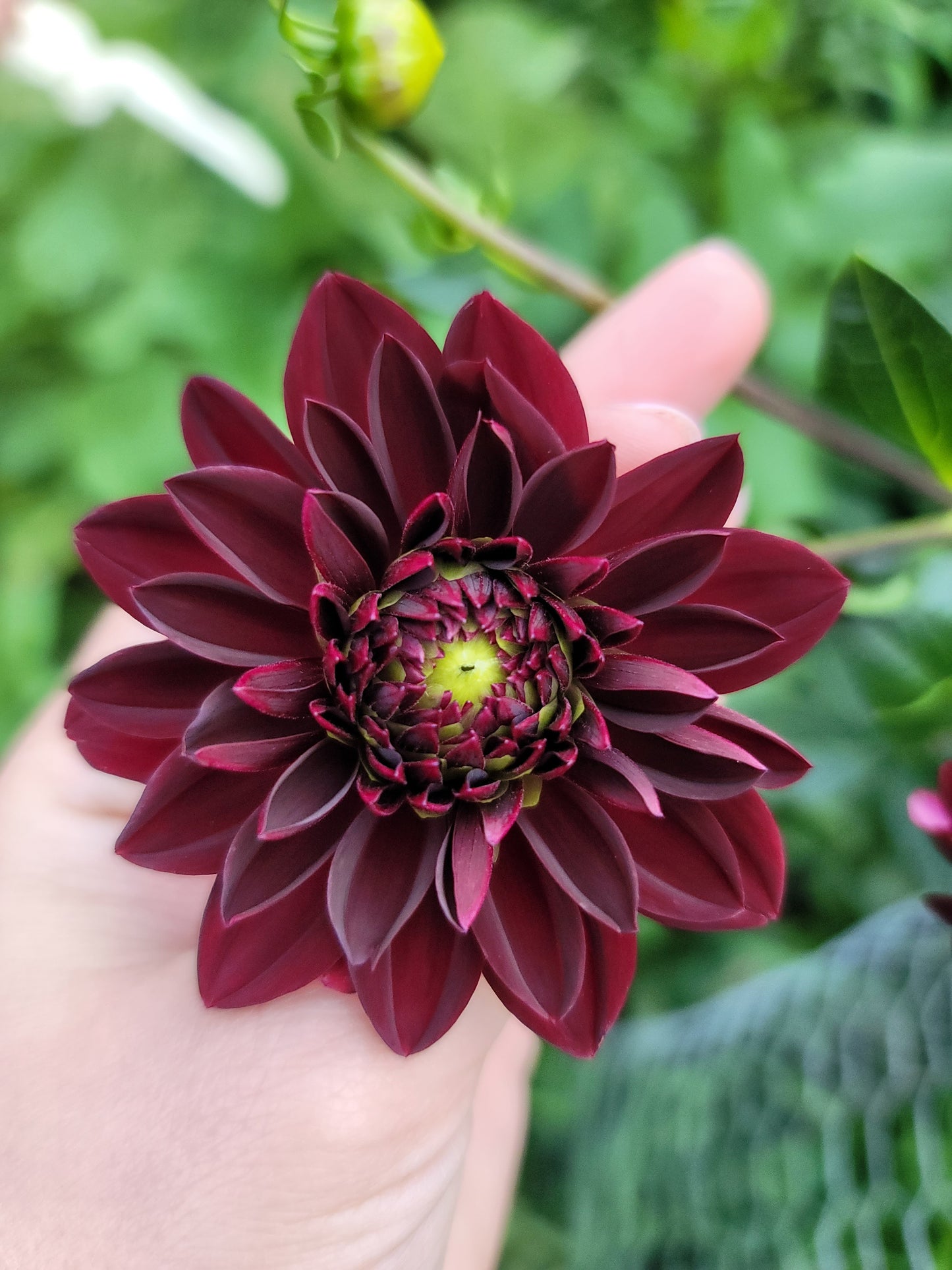 Dahlia Arabian Night