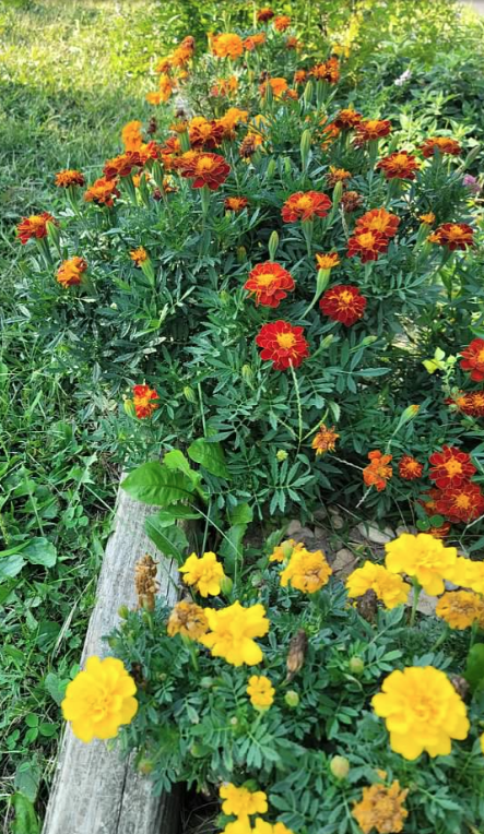 Marigold Mix Seeds