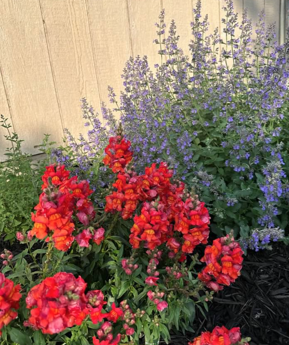 Orange Wonder Snapdragon Seeds