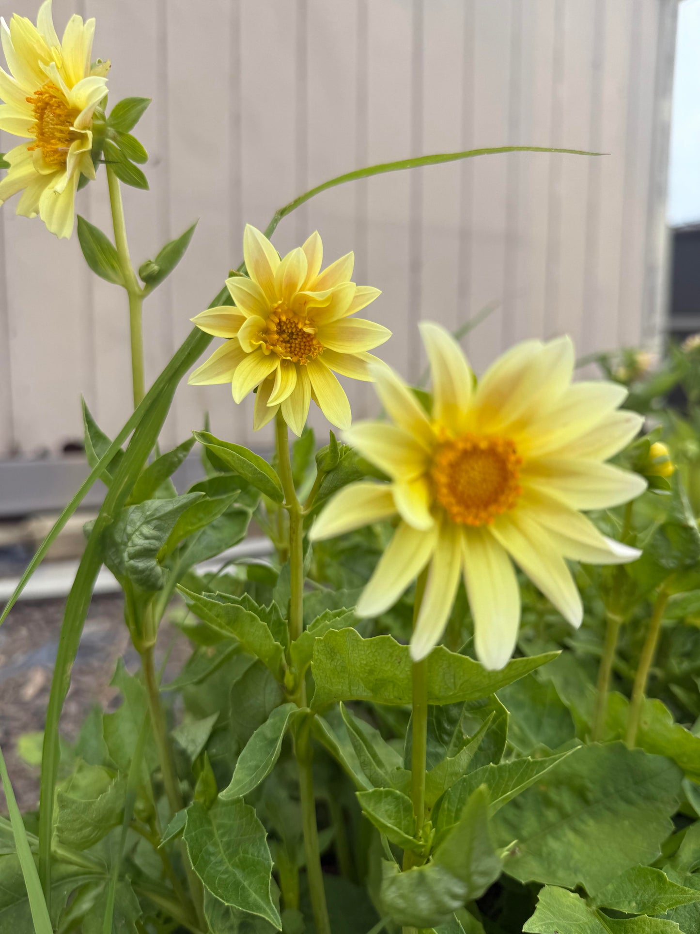 Assorted Dahlia – Standard Mix
