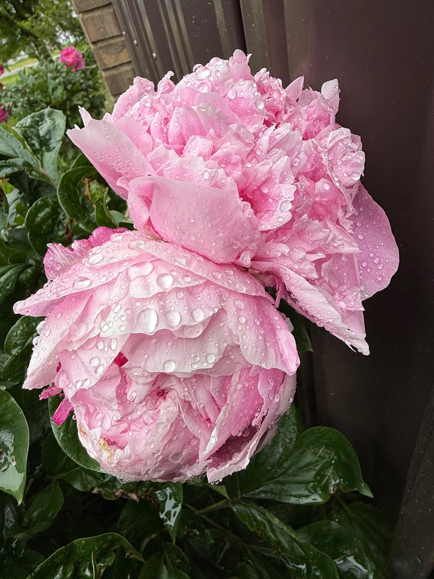 Spring Flower Harvest