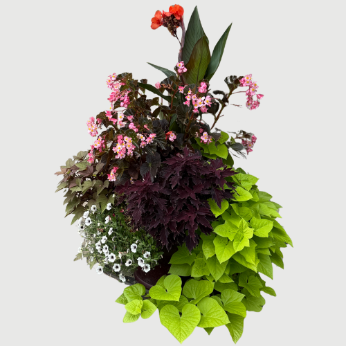 Red Canna Lily Seeds