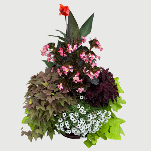 Red Canna Lily Seeds