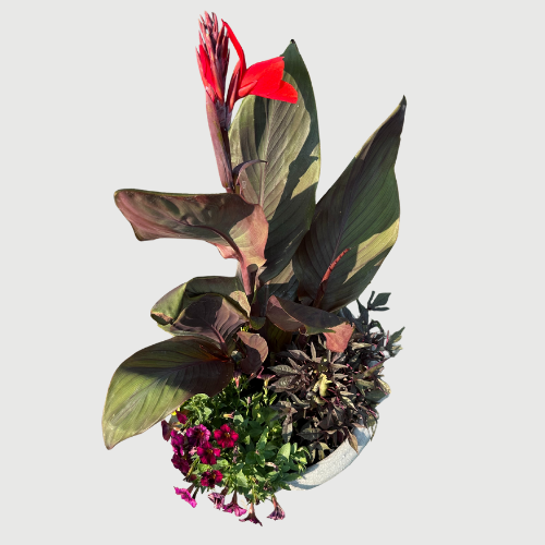 Red Canna Lily Seeds