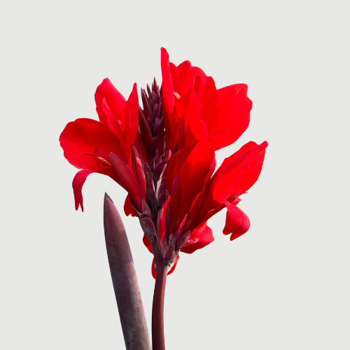 Red Canna Lily Seeds