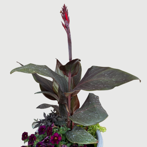 Red Canna Lily Seeds