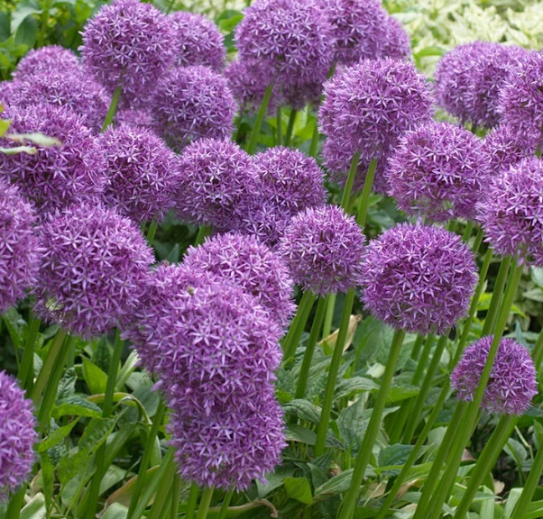 Millennium Allium Seeds