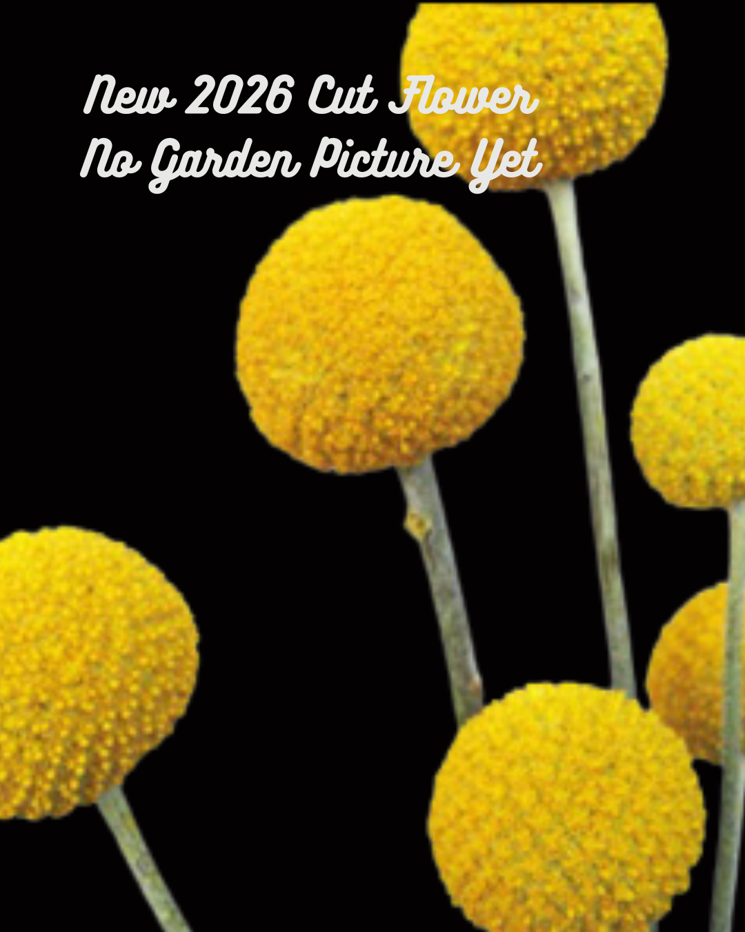 Yellow Craspedia Billy Balls