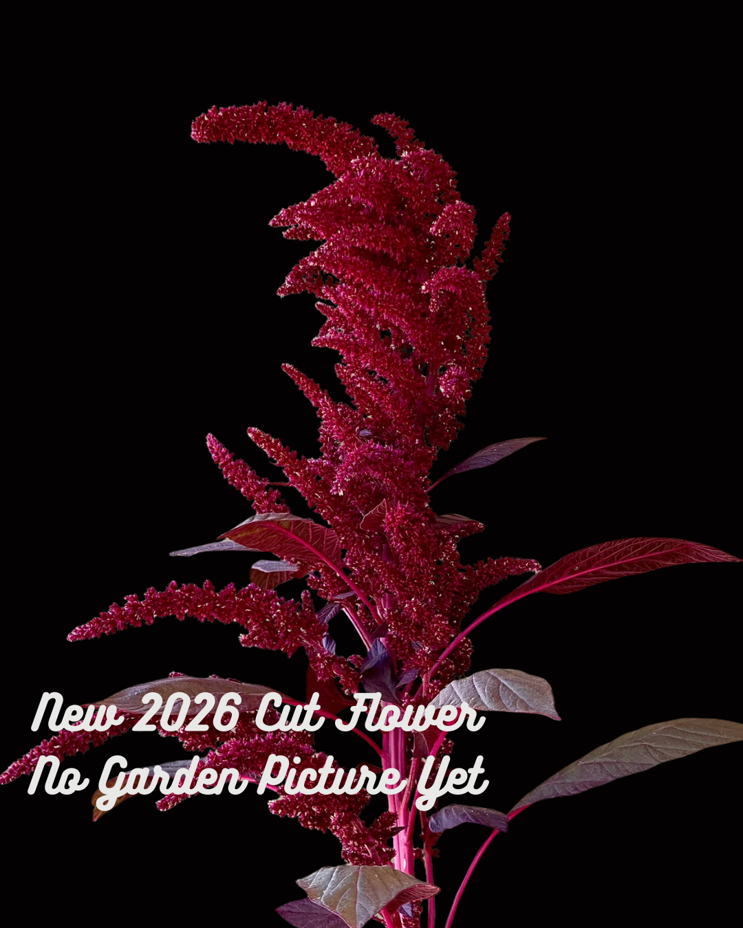 Upright Amaranthus