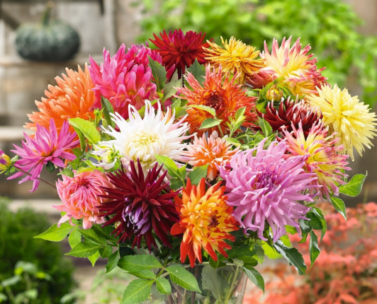 Dahlia Cactus