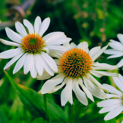 White Coneflower (Echinacea) Seeds